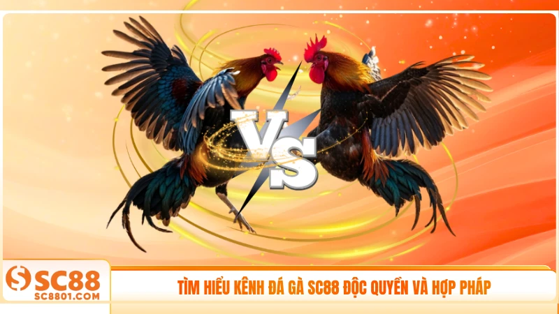 Tìm hiểu kênh đá gà SC88 độc quyền và hợp pháp